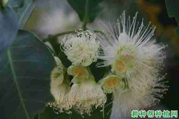 莲雾什么时候开始开花(莲雾开花期管理技术)